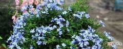 【花】蓝雪花的扦插繁殖方法
