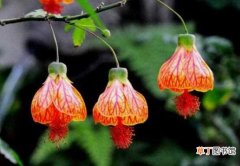 【花】金铃花不开花的5种解决方法 金铃花养殖注意事项