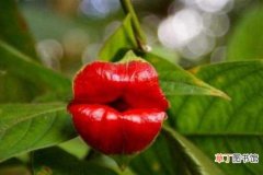 【花】嘴唇花的物种进化 嘴唇花的生态习性