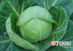 【蔬菜】甘蓝是什么季节收获的蔬菜