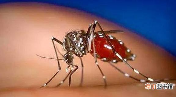 晚上睡觉蚊子多，别用杀虫剂，2个土方法，安全驱蚊睡好觉