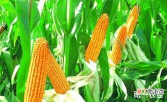 【品种】浚单20玉米品种介绍有哪些？