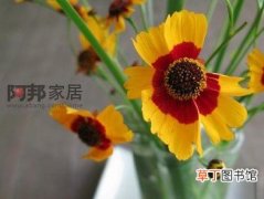 【花卉大全】金黄的菊灿烂的秋