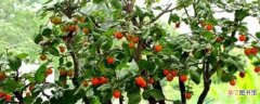 【种植】老鸦柿种子种植方法与步骤