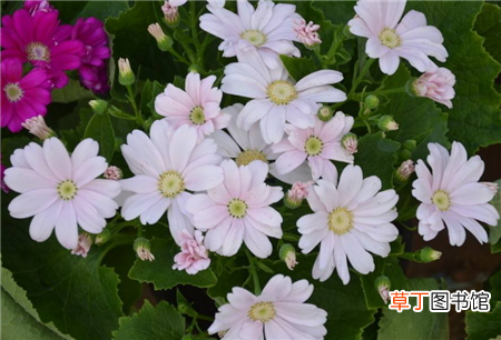 【开花】春节开花的花卉大全，有一盆新年就能万事如意
