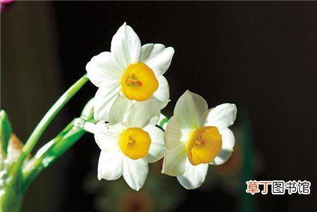 【开花】春节开花的花卉大全，有一盆新年就能万事如意