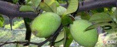【树】木瓜树施肥方法