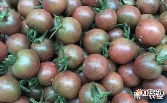 【种植】黑番茄的产量大吗？黑番茄种植前景有哪些？