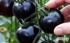 【种子】黑番茄种子怎样种植？黑番茄种植技术有哪些？