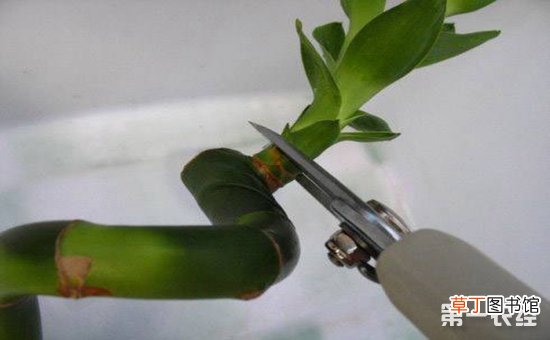 【水培】富贵竹的水培养殖有哪些？