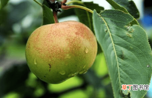 【梨】苹果梨营养价值有哪些？