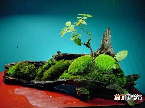 【盆景】日本的苔盆景