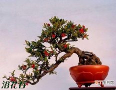 【盆景】八种观赏枣盆景有哪些？