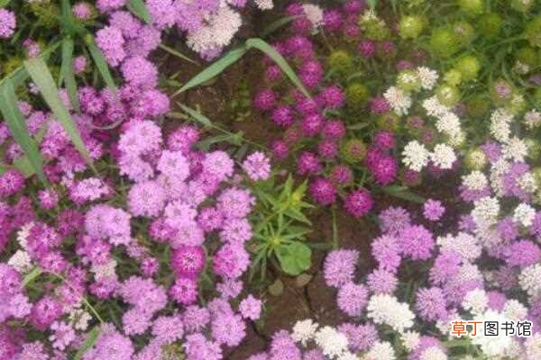 【种植】蜂室花种植时间和方法