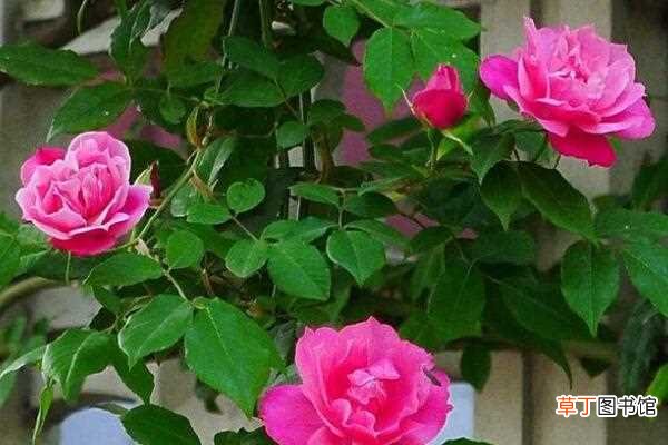 【种植方法】蔷薇老桩种植方法