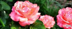 【种植方法】蔷薇老桩种植方法