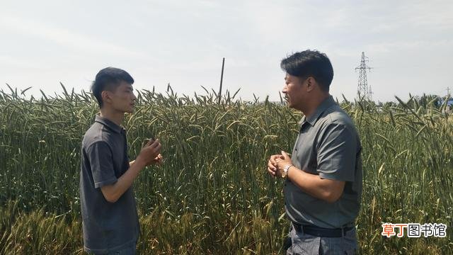 郏县长桥镇：小麦比人高 增产又高效