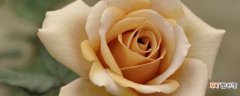 【玫瑰】养殖欧月玫瑰的方法