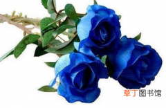 【寓意】蓝玫瑰有什么寓意 代表什么意思