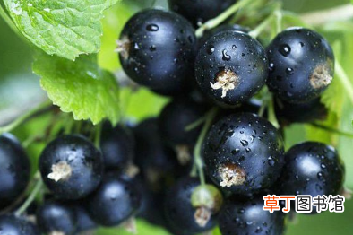 【葡萄】黑加仑和葡萄是一种水果吗 有什么区别