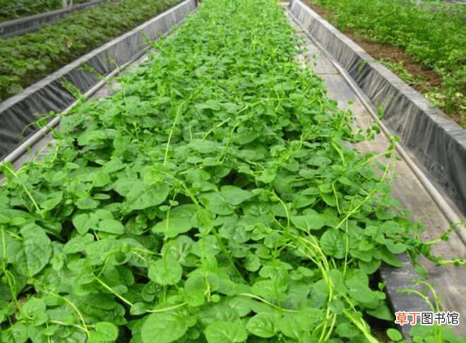 【种植方法】木耳菜的种植方法