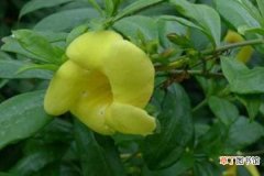 【方法】软枝黄蝉的繁殖方法：植物的扦插的处理，植物的扦插的苗床准备