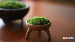 【养殖】苔藓的养殖方法：生长习性，养殖方法