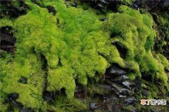【苔藓】苔藓怎么种在石头上：快速上苔法，移苔法