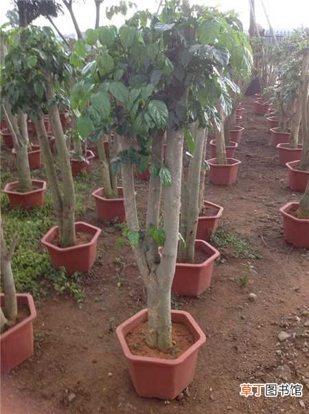 【树】绿宝树的繁殖方法：播种，扦插