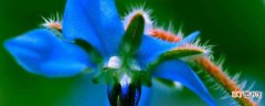 【方法】琉璃苣的繁殖方法：播种繁殖，其他方法