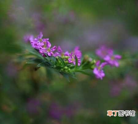 【繁殖】紫雪茄花的繁殖方法：播种，扦插