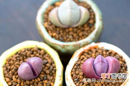【养殖方法】紫帝玉怎么养，紫帝玉的养殖方法