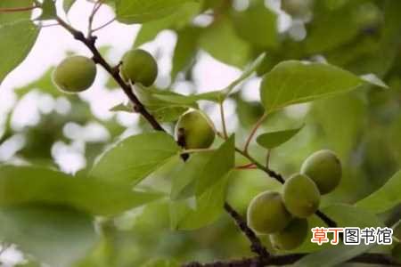 【种子】野杏种子怎么种：种子的获取，播种的土壤