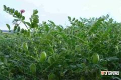 【处理】鹰嘴豆种子怎么种：种子的准备和处理，选择合适的土壤