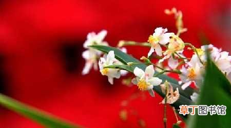 【种植】梦香兰的种植方法：种植的时间，花盆的选择