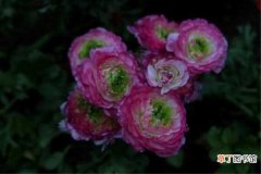 【开花】怎么让芹叶牡丹年年开花：花土和花器的选择，光照温度的控制