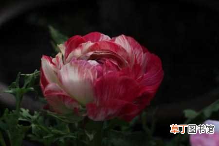 【开花】怎么让芹叶牡丹年年开花：花土和花器的选择，光照温度的控制