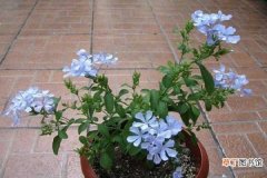 【花】蓝雪花冬天怎么养：温度，土壤