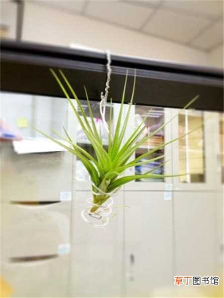 【植物】完全活在空气里的植物？直接放着根本不用管：活在空气里的植物