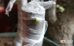 【养护】老鸦柿生桩发芽了怎么养护