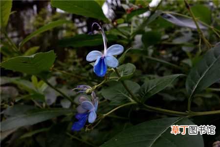 【养殖方法】蓝蝴蝶的养殖方法和注意事项：蓝蝴蝶的养殖方法，蓝蝴蝶的养殖注意事项