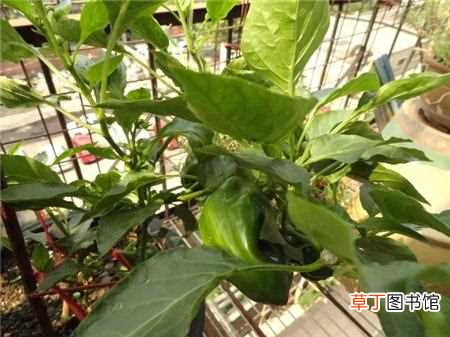 【阳台】六月份阳台上可以种什么菜：叶菜类蔬菜，结果类蔬菜