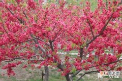 【灌木】红叶碧桃是乔木灌木？红叶碧桃产地主要分布在哪
