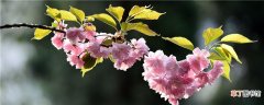 【樱花】平坝农场樱花的观赏时间