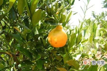 【养殖】橘树怎么养：养殖环境，繁殖方法
