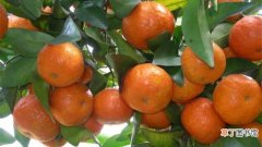 【养殖】橘树怎么养：养殖环境，繁殖方法