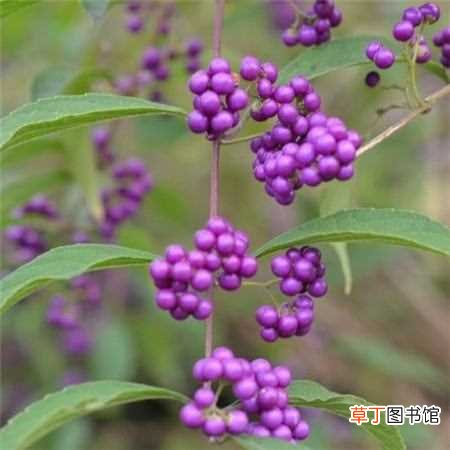 【药用】紫珠草和紫珠叶的区别：紫珠草和紫珠叶的药用区别，紫珠草和紫珠叶的外形区别