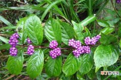 【药用】紫珠草和紫珠叶的区别：紫珠草和紫珠叶的药用区别，紫珠草和紫珠叶