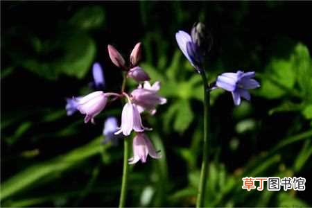 【种植】蓝铃花的种植方法：消毒，土壤