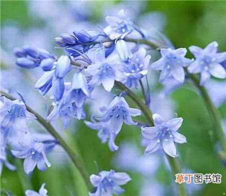 【种植】蓝铃花的种植方法：消毒，土壤